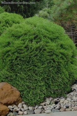 Tiny Tim Dwarf Globe Arborvitae - 2 Gallon Pot -Plantify Shop Arborvitae Tiny Tim 11