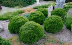 Tiny Tim Dwarf Globe Arborvitae - 2 Gallon Pot -Plantify Shop Arborvitae Tiny Tim Grouping