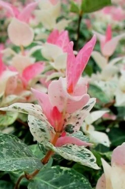 Snow N Summer Asiatic Jasmine - 15 Count Flat Of Quart Pots -Plantify Shop Asian Jasmine Snow N Summer 16