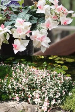 Snow N Summer Asiatic Jasmine - 15 Count Flat Of Quart Pots -Plantify Shop Asian Jasmine Summer N Snow 2