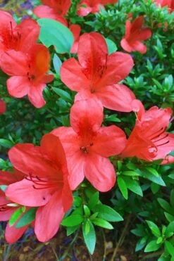 Flame Creeper Dwarf Spreading Azalea - 6 Pack Of 1 Gallon Pots -Plantify Shop Azalea Flame Creeper 11