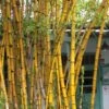 Alphonse Karr Golden Bamboo (Bambusa Multiplex) - 2 Gallon Pot -Plantify Shop Bamboo Alphonse Karr 1