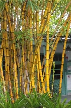 Front Page 46 Alphonse Karr Golden Bamboo (Bambusa Multiplex) - 2 Gallon Pot