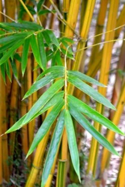 Alphonse Karr Golden Bamboo (Bambusa Multiplex) - 2 Gallon Pot -Plantify Shop Bamboo Alphonse Karr 5