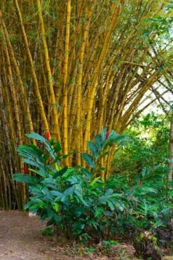 Alphonse Karr Golden Bamboo (Bambusa Multiplex) - 2 Gallon Pot -Plantify Shop Bamboo Alphonse Karr 6