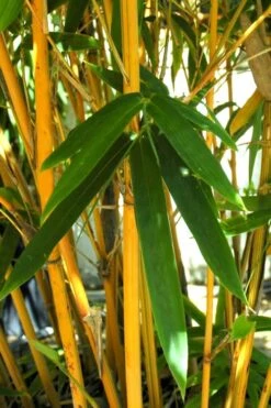 Alphonse Karr Golden Bamboo (Bambusa Multiplex) - 2 Gallon Pot -Plantify Shop Bamboo Alphonse Karr 7