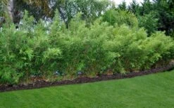 Alphonse Karr Golden Bamboo (Bambusa Multiplex) - 2 Gallon Pot -Plantify Shop Bamboo Alphonse Karr 8