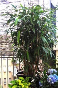 Arrow Bamboo (Pseudosasa Japonica) - 3 Gallon Pot (2-4') -Plantify Shop Bamboo Arrow 3