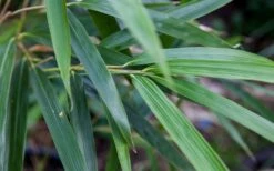 Arrow Bamboo (Pseudosasa Japonica) - 3 Gallon Pot (2-4') -Plantify Shop Bamboo Arrow 4