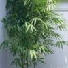 Arrow Bamboo (Pseudosasa Japonica) - 3 Gallon Pot (4-6'+) -Plantify Shop Bamboo Arrow 500x750 2
