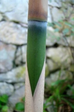 Arrow Bamboo (Pseudosasa Japonica) - 3 Gallon Pot (2-4') -Plantify Shop Bamboo Arrow 6
