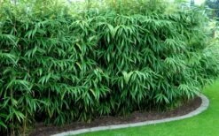 Arrow Bamboo (Pseudosasa Japonica) - 3 Gallon Pot (2-4') -Plantify Shop Bamboo Arrow Hedge