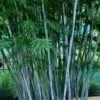 Baby Blue Bamboo - Bambusa Chungii 'Barbelatta' - 2 Gallon Pot -Plantify Shop Bamboo Barbelatta 12