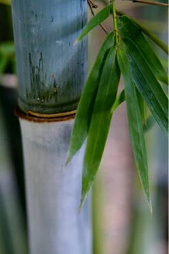 Baby Blue Bamboo - Bambusa Chungii 'Barbelatta' - 2 Gallon Pot -Plantify Shop Bamboo Barbelatta 14