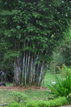 Baby Blue Bamboo - Bambusa Chungii 'Barbelatta' - 2 Gallon Pot -Plantify Shop Bamboo Barbelatta 16