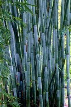 Baby Blue Bamboo - Bambusa Chungii 'Barbelatta' - 2 Gallon Pot -Plantify Shop Bamboo Barbelatta 21