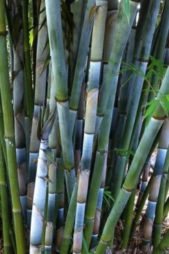 Baby Blue Bamboo - Bambusa Chungii 'Barbelatta' - 2 Gallon Pot -Plantify Shop Bamboo Barbelatta 3