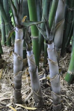 Baby Blue Bamboo - Bambusa Chungii 'Barbelatta' - 2 Gallon Pot -Plantify Shop Bamboo Barbelatta 4