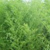 Bisset Bamboo (Phyllostachys Bissetii) - 3 Gallon Pot (2-4') -Plantify Shop Bamboo Bisettii 1