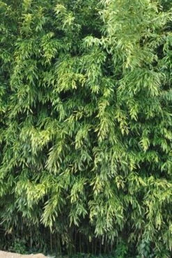 Bisset Bamboo (Phyllostachys Bissetii) - 3 Gallon Pot (2-4') -Plantify Shop Bamboo Bisettii 2