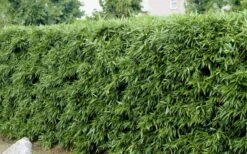 Bisset Bamboo (Phyllostachys Bissetii) - 3 Gallon Pot (4-6') -Plantify Shop Bamboo Bisettii 4 1