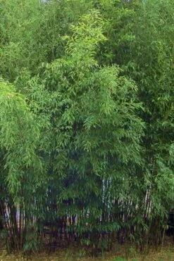 Bisset Bamboo (Phyllostachys Bissetii) - 3 Gallon Pot (2-4') -Plantify Shop Bamboo Bisettii 5