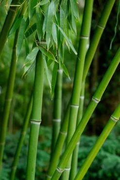 Bisset Bamboo (Phyllostachys Bissetii) - 3 Gallon Pot (2-4') -Plantify Shop Bamboo Bisettii 7