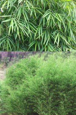 Bisset Bamboo (Phyllostachys Bissetii) - 3 Gallon Pot (4-6') -Plantify Shop Bamboo Bissets 500x750 2