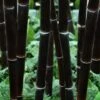 Black Bamboo - Phyllostachys Nigra - 3 Gallon Pot (Single Cane: 2-4') -Plantify Shop Bamboo Black 102 3