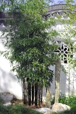Black Bamboo - Phyllostachys Nigra - 3 Gallon Pot (Multi Cane: 4-6'+) -Plantify Shop Bamboo Black 51 1