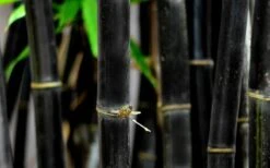 Black Bamboo - Phyllostachys Nigra - 3 Gallon Pot (Single Cane: 2-4') -Plantify Shop Bamboo Black 53 3