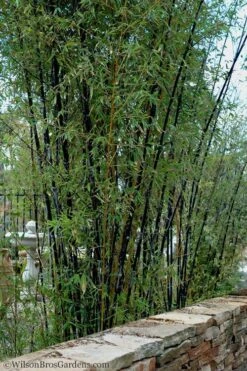 Black Bamboo - Phyllostachys Nigra - 3 Gallon Pot (Multi-Cane: 2 To 4' Tall) -Plantify Shop Bamboo Black 55 2