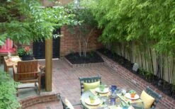 Black Bamboo - Phyllostachys Nigra - 3 Gallon Pot (Single Cane: 2-4') -Plantify Shop Bamboo Black 58 3