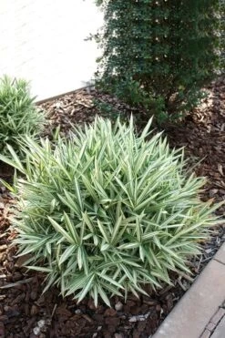 Dwarf White Stripe Bamboo - Pleioblastus Fortunei - 1 Gallon Pot -Plantify Shop Bamboo Dwarf White Stripe 1