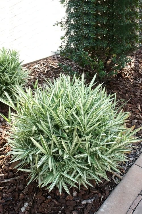 Front Page 27 Front Page -Plantify Shop Bamboo Dwarf White Stripe 1