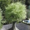 Dwarf White Stripe Bamboo - Pleioblastus Fortunei - 1 Gallon Pot -Plantify Shop Bamboo Dwarf White Stripe 4