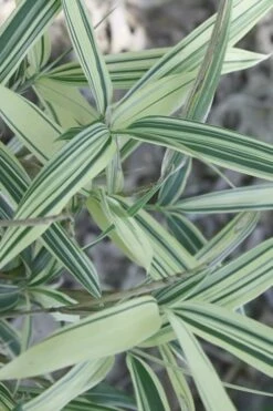 Dwarf White Stripe Bamboo - Pleioblastus Fortunei - 1 Gallon Pot -Plantify Shop Bamboo Dwarf White Stripe 7