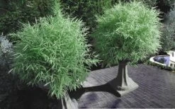 Dwarf White Stripe Bamboo - Pleioblastus Fortunei - 1 Gallon Pot -Plantify Shop Bamboo Dwarf White Stripe 8