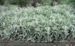 Dwarf White Stripe Bamboo - Pleioblastus Fortunei - 1 Gallon Pot -Plantify Shop Bamboo Dwarf White Stripe 9