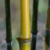 Elegant Bamboo - Phyllostachys Elegans - 3 Gallon Pot -Plantify Shop Bamboo Elegant 4