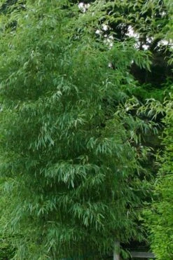 Elegant Bamboo - Phyllostachys Elegans - 3 Gallon Pot -Plantify Shop Bamboo Elegant 5