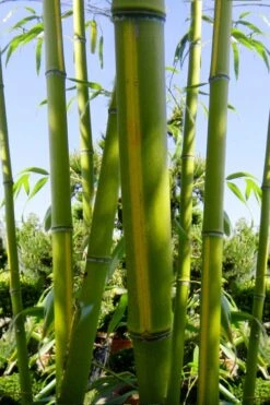 Flavescens Inversa Bamboo (Phyllostachys Aurea) - 3 Gallon Pot (4-6') -Plantify Shop Bamboo Flavescens Inversa 11 1