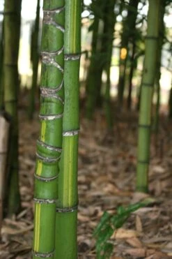 Flavescens Inversa Bamboo (Phyllostachys Aurea) - 3 Gallon Pot (4-6') -Plantify Shop Bamboo Flavescens Inversa 13 1