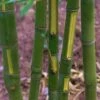 Flavescens Inversa Bamboo (Phyllostachys Aurea) - 3 Gallon Pot (2-4') -Plantify Shop Bamboo Flavescens Inversa 14