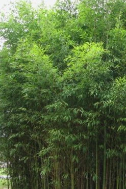 Flavescens Inversa Bamboo (Phyllostachys Aurea) - 3 Gallon Pot (2-4') -Plantify Shop Bamboo Flavescens Inversa