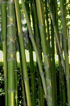 Flavescens Inversa Bamboo (Phyllostachys Aurea) - 3 Gallon Pot (2-4') -Plantify Shop Bamboo Flavescens Inversa Rev 500x750 1