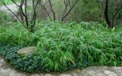 Giant Leaf Bamboo - Indocalamus Tessellatus - 3 Gallon Pot -Plantify Shop Bamboo Giant Leaf 53