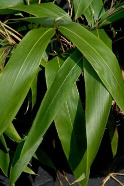 Giant Leaf Bamboo - Indocalamus Tessellatus - 3 Gallon Pot -Plantify Shop Bamboo Giant Leaf 55