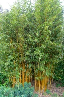 Gold Vivax Giant Timber Bamboo (Green Stripe Bamboo) - Phyllostachys Vivax 'Aureocaulis' - 3 Gallon Pot (2-4') -Plantify Shop Bamboo Gold Vivax 2