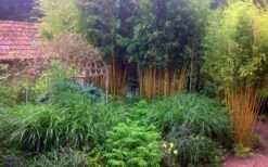 Gold Vivax Giant Timber Bamboo (Green Stripe Bamboo) - Phyllostachys Vivax 'Aureocaulis' - 3 Gallon Pot (2-4') -Plantify Shop Bamboo Gold Vivax 6